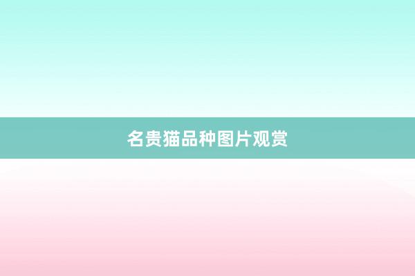 名贵猫品种图片观赏